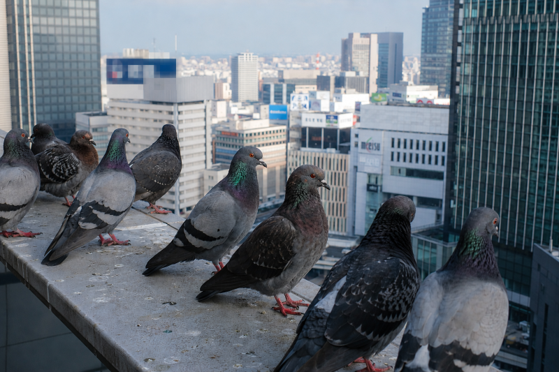 日本の都市部にある高層ビルのコンクリートの縁に集まり、周囲を警戒しているハトたちの様子