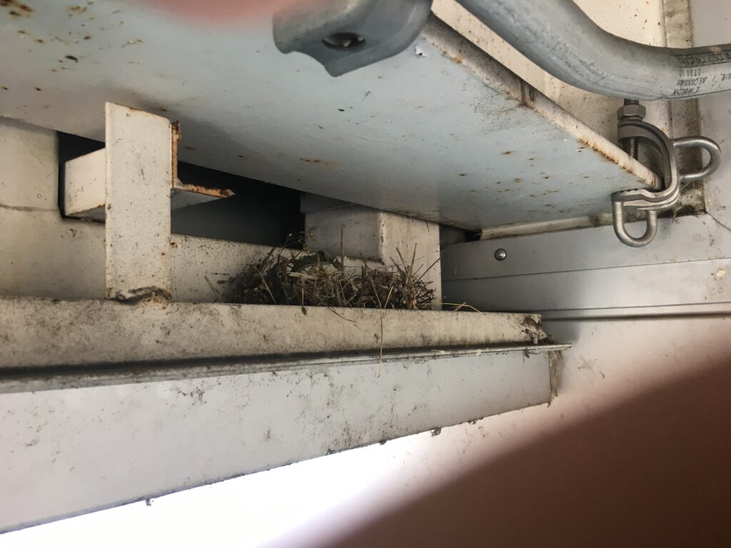 工場の梁の凹みにつくられた、鳩の巣