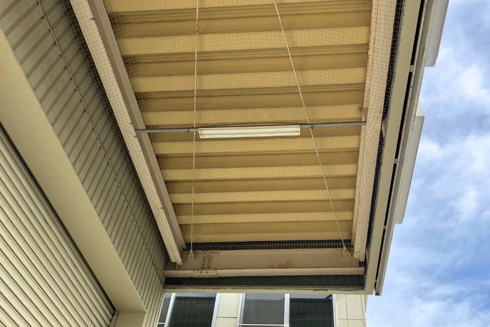 工場軒下の天井全体を見上げたアングルでの防鳥ネット施工後の様子。