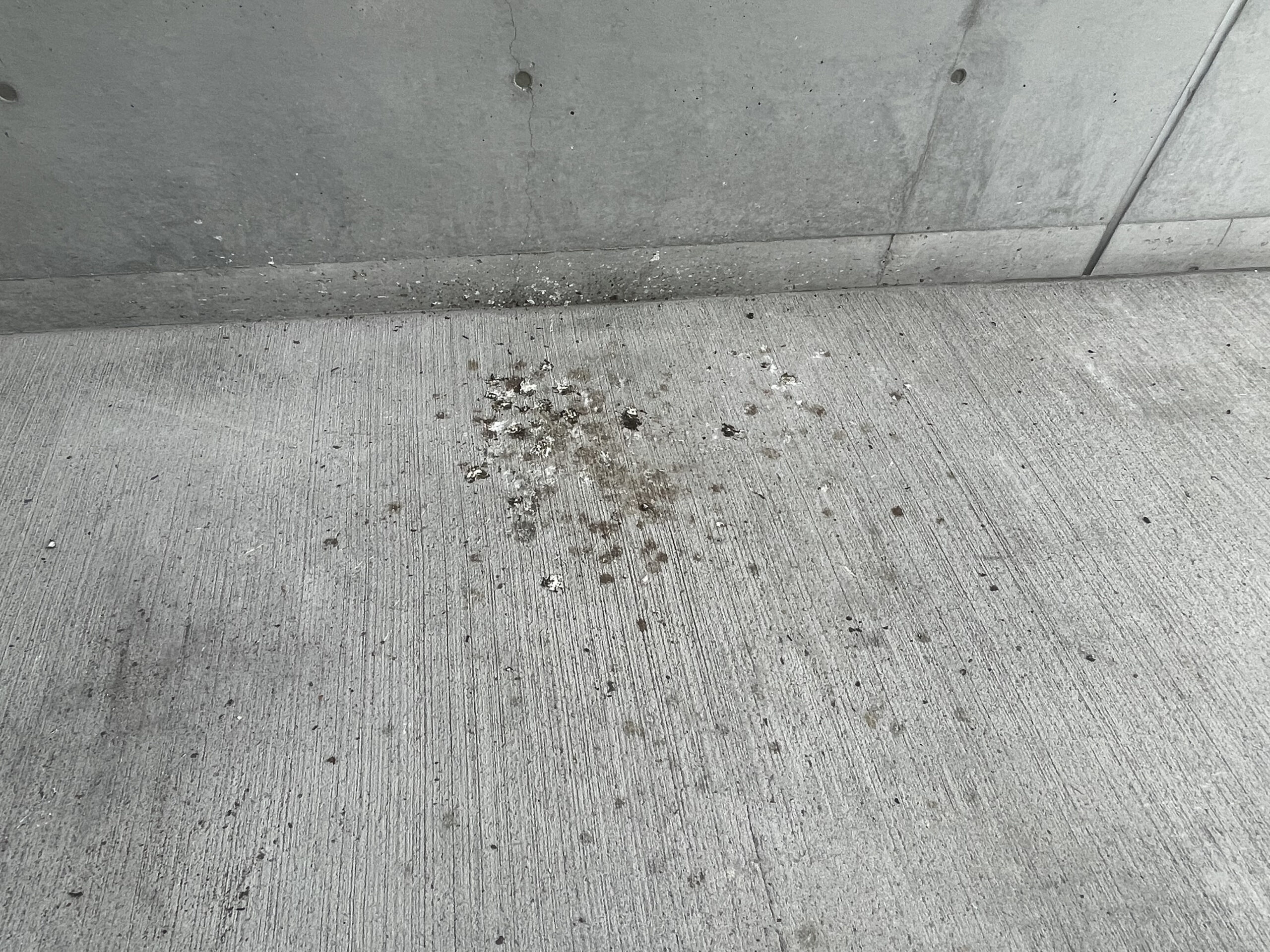 鳩の糞がコンクリート床に落ちている画像